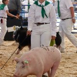 Lemoore's Courtney Garcia shows her hog at the annual Kings Fair.
